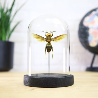 #ad Asian Giant Hornet Insect Bug Entomology Taxiderm Handcrafted Glass Bell Jar