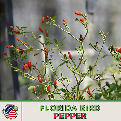 #ad 40 Florida Bird Pepper Seeds Chile Pequin Heirloom Non GMO Genuine USA