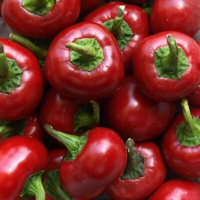 #ad Red Cherry Hots Hot Pepper Seeds 50 CHERRY BOMB Vegetable HEIRLOOM USA FREE Samp;H