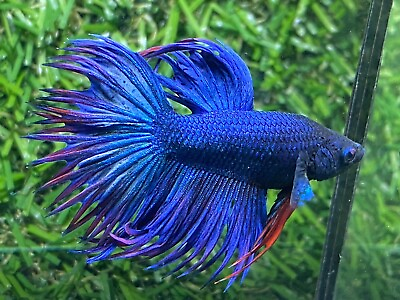 #ad Live Betta Fish Male Blue Crown Tail Betta HMPKAge 3 month From Thailand