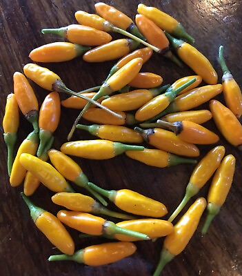 #ad 30 African Orange Bird Pepper seeds Spicy hot rare tasty heirloom chili garden