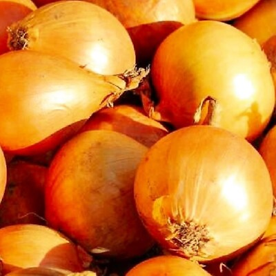 #ad Utah Yellow Sweet Spanish Onion Seeds NON GMO Heirloom Fresh Garden Seeds