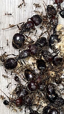 #ad SALE‼️ Carebara Diversa Army Ants. Live Queen Ant Colony 1Q100WSuperMajors