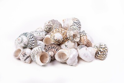 #ad Mexican Turbo Sea Shell Beach Craft Hermit Crab 1 1 2quot; 2 1 2quot; 24 PCS #JC 034