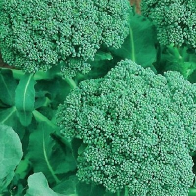 #ad Broccoli Seeds NON GMO Heirloom Fresh Garden Seeds