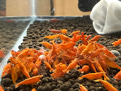 #ad Orange Sunkist Neocaridina Shrimp 10 FREE SHIPPING