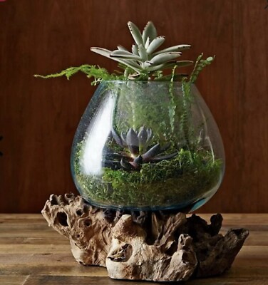 #ad Vase Teak Wood Root And Blown Glass Terrarium Sculpture Fish Bowl Betta Tank