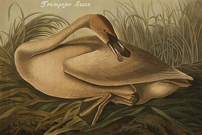 #ad Trumpeter Swan by John James Audubon Art Print