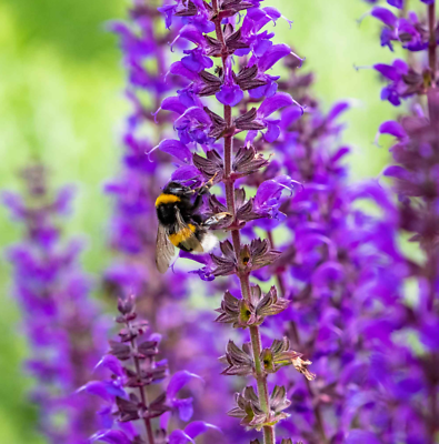 #ad Salvia MEADOW SAGE Blue Purple Attracts Bees Hummingbirds Perennial 200 Seeds