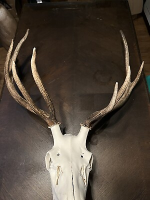#ad Large Deer Trophy Antlers 9 Point. Taxidermy Ready For Mount Decor