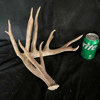 #ad Giant Whitetail shed antlers Antler Taxidermy Home decor Dog chews 1010