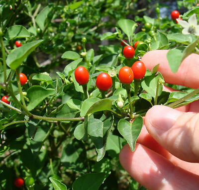 #ad Wild Chiltepin Pepper Seeds Capsicum annuum Hot Tepin Chile Pequin Chili