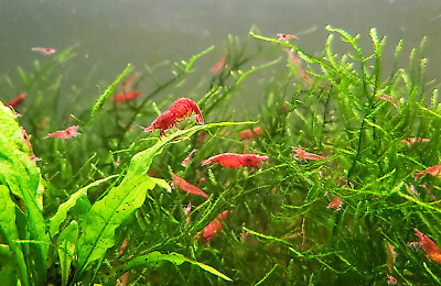 #ad Red Cherry Shrimp Fire Red Shrimp 20 RCS Neocaridina Discounted Culls