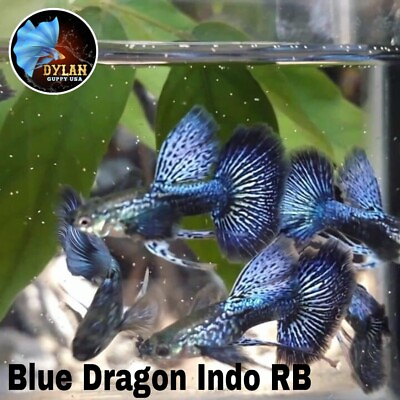 #ad 1 Male Blue Dragon Indo Ribbon Live Guppy Fish Grade A
