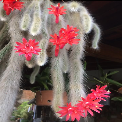#ad Own Root Hildewintera colademononis Monkey Tails Live Cactus Plant