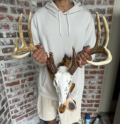 #ad 11 Point Whitetail Wild Deer Antlers Skull Mancave Cabin Beautiful Wooden Base