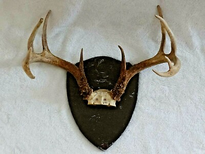 #ad 2011 WHITETAIL DEER 15 POINT BUCK W PARTIAL SKULL ON WOOD MOUNT AMAZING RACK