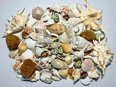 #ad 3 lbs. Large Indo Seashells Sea Shells Best Price FREE Ship