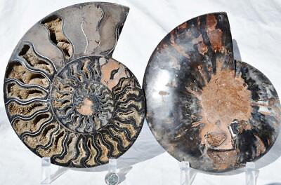 #ad Large Black Ammonite Pair Great Crystals 110myo FOSSIL XL 219mm 8.7quot; 9192bb