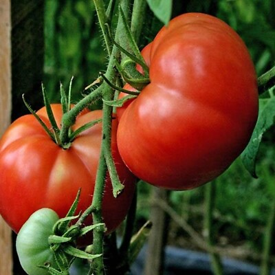 #ad 120 Seeds Burpee#x27;s Big Boy Tomato Seeds Hybrid Organic NON GMO FRESH