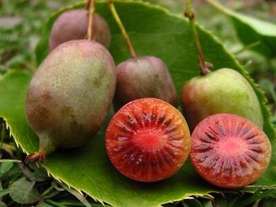 #ad 2 Hardy Kiwi Vine Plants Male Female Actinidia Purpurea Fruiting In 4quot; Pots