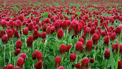 #ad Clover CRIMSON RED Flower Seed. Pollinator Food Heirloom Non GMO 1200 Seeds
