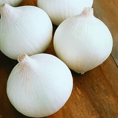 #ad White Sweet Spanish Onion Seeds 200 Seeds Non GMO Free Shipping 1068