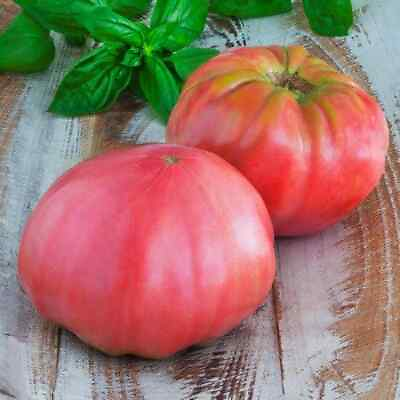 Pink Brandywine Tomato Seeds Non GMO Free Shipping Seed Store 1032 $62.69