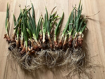 #ad 5 Egyptian Walking Onion Plants Beyond Organic Hardy Zones 3 9