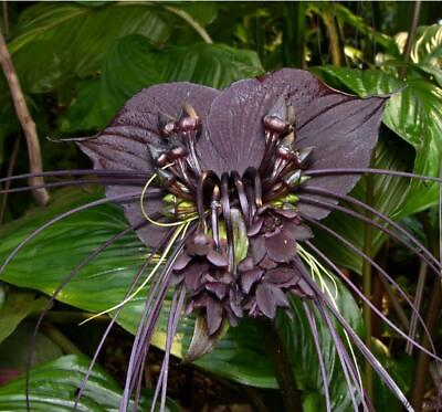 #ad Tacca Chantrieri Black Bat Flower Black Orchid 10 100 Seeds TRACKABLE Ship