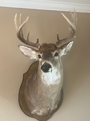 #ad 12 Point quot;MASSIVEquot; Whitetail Deer Mount from 2022 Season from Illinois BEAUTIFUL