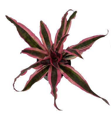 #ad Red Baron Earth Star Plant Cryptanthus Easy to Grow House Plant 5quot; Pot