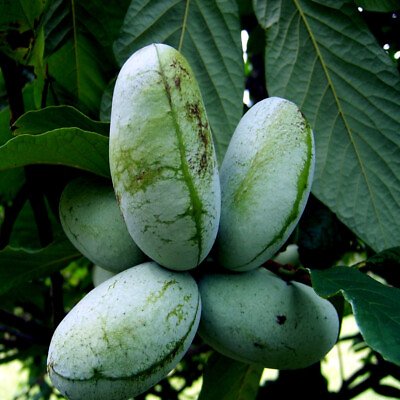 #ad STRATIFIED PAW PAW FRUIT TREE SEEDS Asimina Triloba INDIAN BANANA Hardy Plant