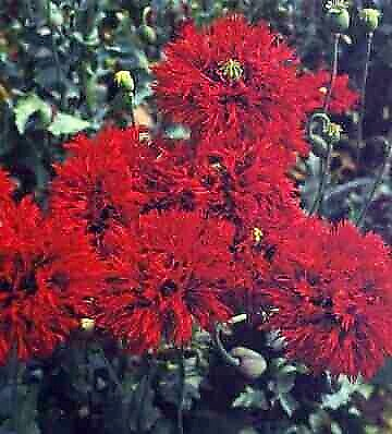 #ad Double Crimson Somniferum Poppy 200 Seeds