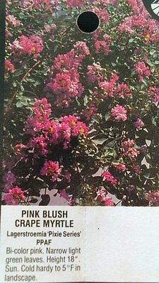#ad Pink Blush Crape Myrtle 4 6 ft Tree Flower Plants Plant Flowers Landscape Tree
