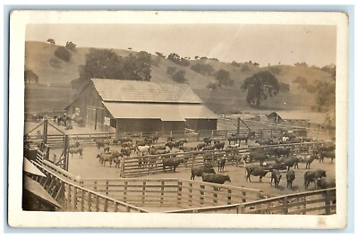 #ad c1910#x27;s Cow Cattle Farm Ranch Animals RPPC Photo Unposted Antique Postcard