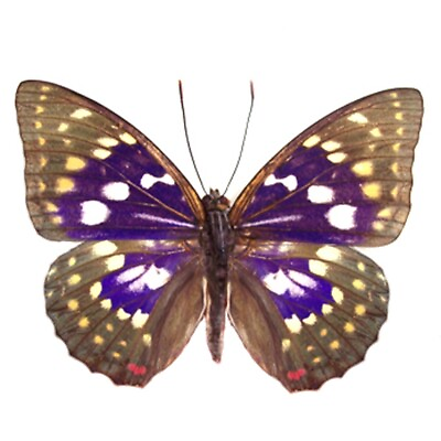#ad collection folded unmounted REAL butterfly nymphalidae sasakia charonda CHINA
