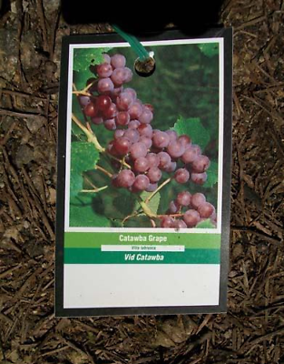 #ad Catawba Grape 1 Gal. Live Healthy Vine Plants Vines Plant Sweet Grapes Vineyard