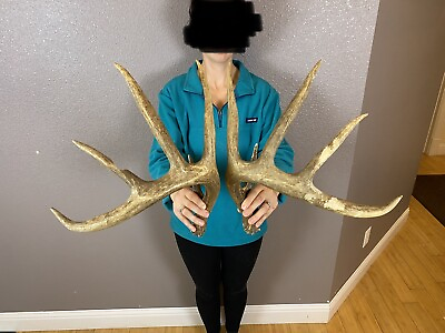 #ad BIG Matched Set Whitetail Deer Antlers Sheds 5x5 WILD IDAHO Horns Decor 160”