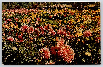 #ad Postcard California Fort Bragg Dahlias at Mendocino Coast Botanical Gardens