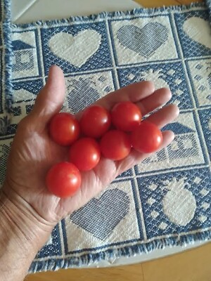 #ad  RED SWEET LARGE CHERRY TOMATO 100 SEEDS ORGANIC HEIRLOOM OP USA SELLER PRODUCER