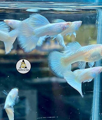 #ad 1 Pair Albino White Platinum Live Guppy Fish High Quality Grate A