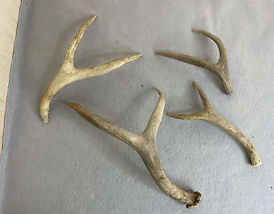 #ad Lot of 4 Deer Antlers Authentic Bone Genuine Material Sawed Off Varying Points #