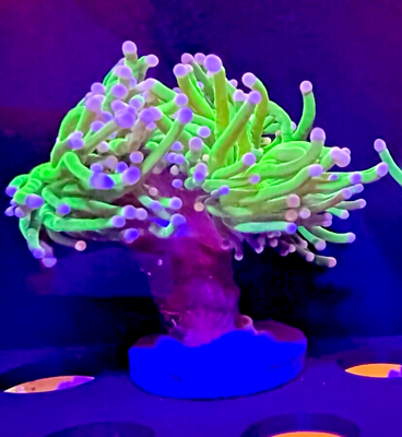 #ad Cotton Candy Torch 2 Heads Euphyllia Coral WYSIWYG Frag Rare Live LPS