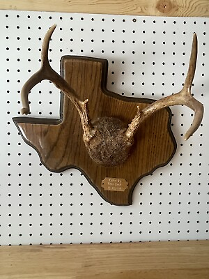 #ad Unique Whitetail Deer Antler Rack Horn Skull Plate Decor Man Cave Texas Plaque