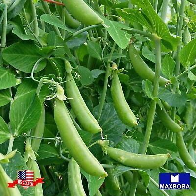 #ad Pea Seeds Snap Sugar Snap Non GMO Heirloom Fresh Garden Vegetable