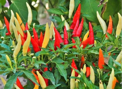 #ad 25 Pequin Chili Pepper Seeds Capsicum annuum Organic Piquin FRESH Bird Pepper