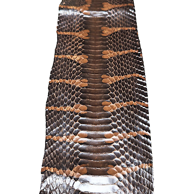 #ad Unbreached Mangrove Snake Skin Snakeskin Dyed Brown 48quot; x 4.5quot;