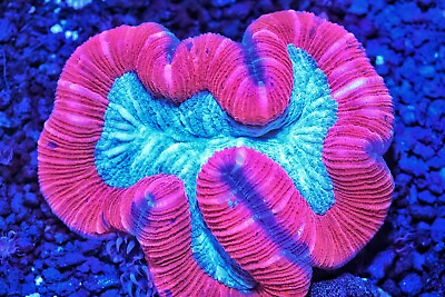 #ad 3x2quot; Indo Red Blue and Green Trachy Trachypyllia Open Brain Coral