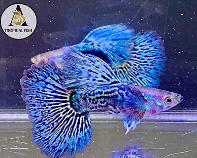 #ad 1 Male Blue Dragon Indo Live Guppy Fish Grade A High Quality VIP Grade A